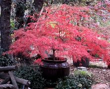 Image result for Japanese Maples with Perennials