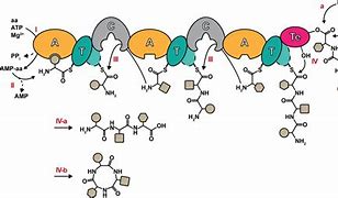 Image result for Nonribosomal Peptide