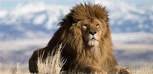 Image result for World Biggest Lion Animal