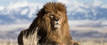 Image result for The Biggest Lion