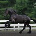 Image result for Royalty Draft Horse