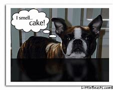 Image result for Boston Terrier Happy New Year