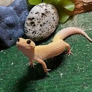 Image result for Lizard Aesthetic