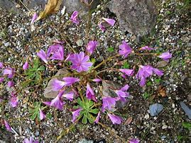 Image result for Lewisia columbiana