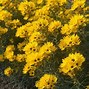 Image result for Helianthus Table Mountain ®