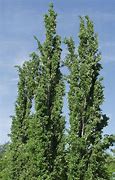 Image result for Populus tremula Erecta