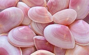 Image result for Kinds of Clams