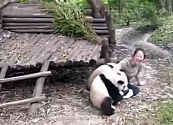 Image result for Panda Attack