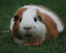 Image result for guinea