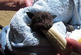 Image result for Bat Eating Banana