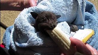Image result for Baby Fruit Bat Yawning
