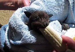 Image result for Baby Bats Eating