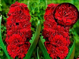 Image result for Hyacinthus Red Diamond