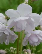 Image result for Primula sieboldii Sangoguko