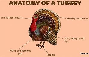 Image result for turkey anatomy