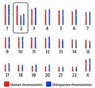 Image result for Closest DNA to Humans List