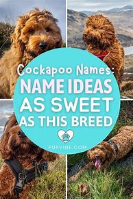Image result for Cute Disney Dog Names