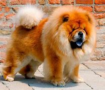 Image result for Great Dog WoW