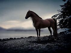 horse Wallpapers HD / Desktop and Mobile Backgrounds