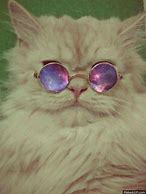 Image result for Hipster Cat in Space