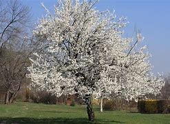 Prunus avium Pollux に対する画像結果