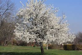 Image result for Prunus avium Puters Dikke