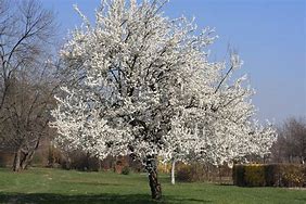 Image result for Prunus avium