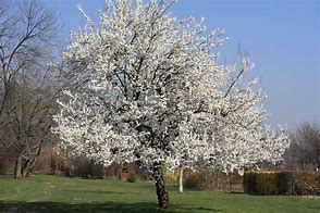 Image result for Prunus avium Delice de Malicorne