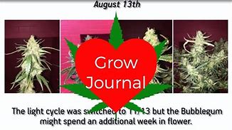 Image result for Fire OG Grow Jornal