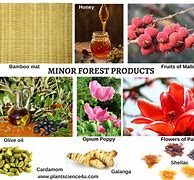 Image result for Forest Product