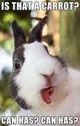 Image result for Funny Bunny Rabbit