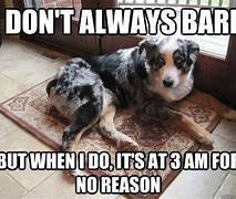 Image result for Funny Australian Shepherd Memes