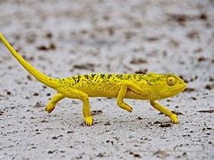 Image result for Yellow Chameleon Tint