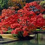 Image result for Fall Desktop Backgrounds Japan