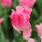 Image result for Tulipa Crown of Dynasty