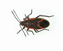 Image result for "boxelder-bug"