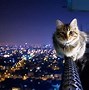 Image result for Cat Aesthetic Wallpaper for Laptop HD