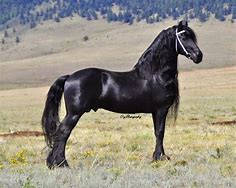 Image result for Friesian Horse Temperament