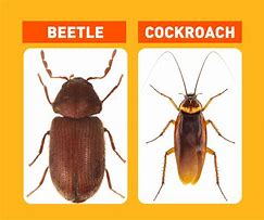 Image result for Bug vs Bettle