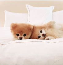 Image result for Jiff Pom vs Boo