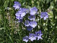 Image result for Campanula persicifolia Grandiflora Alba