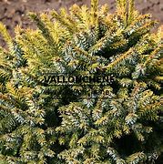 Picea omorika Peve Tijn-க்கான படிம முடிவு