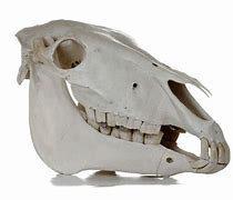 Image result for Donkey Skull