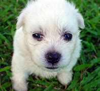 Image result for Sad Puppy Dog