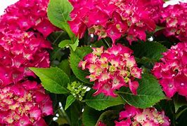 Afbeeldingsresultaten voor Hydrangea macrophylla Royal Red