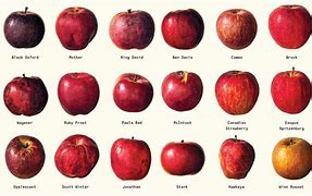 Image result for Non-Hybrid Apple Varieties