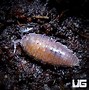 Image result for Purple Isopod Toy