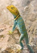 Image result for Green Lizard Head