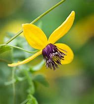 Image result for Deep Purple Clematis