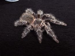 Image result for Lasiodora Parahybana On Hand